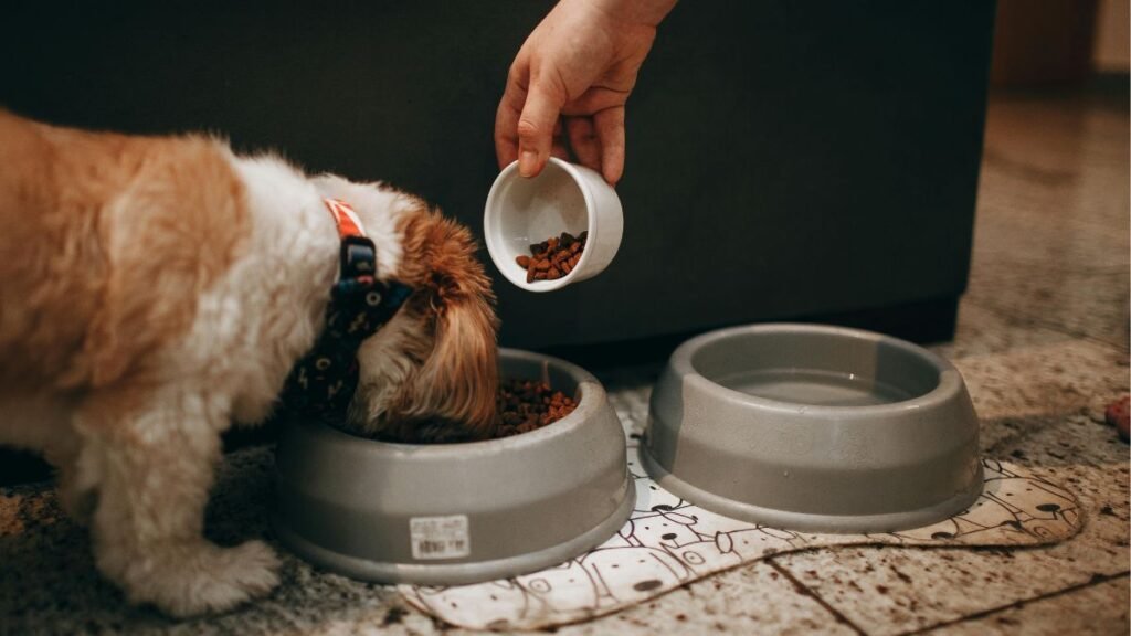 alimentação de filhote de cachorro