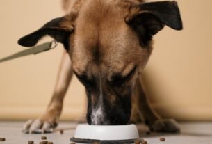 alimentação de filhote de cachorro
