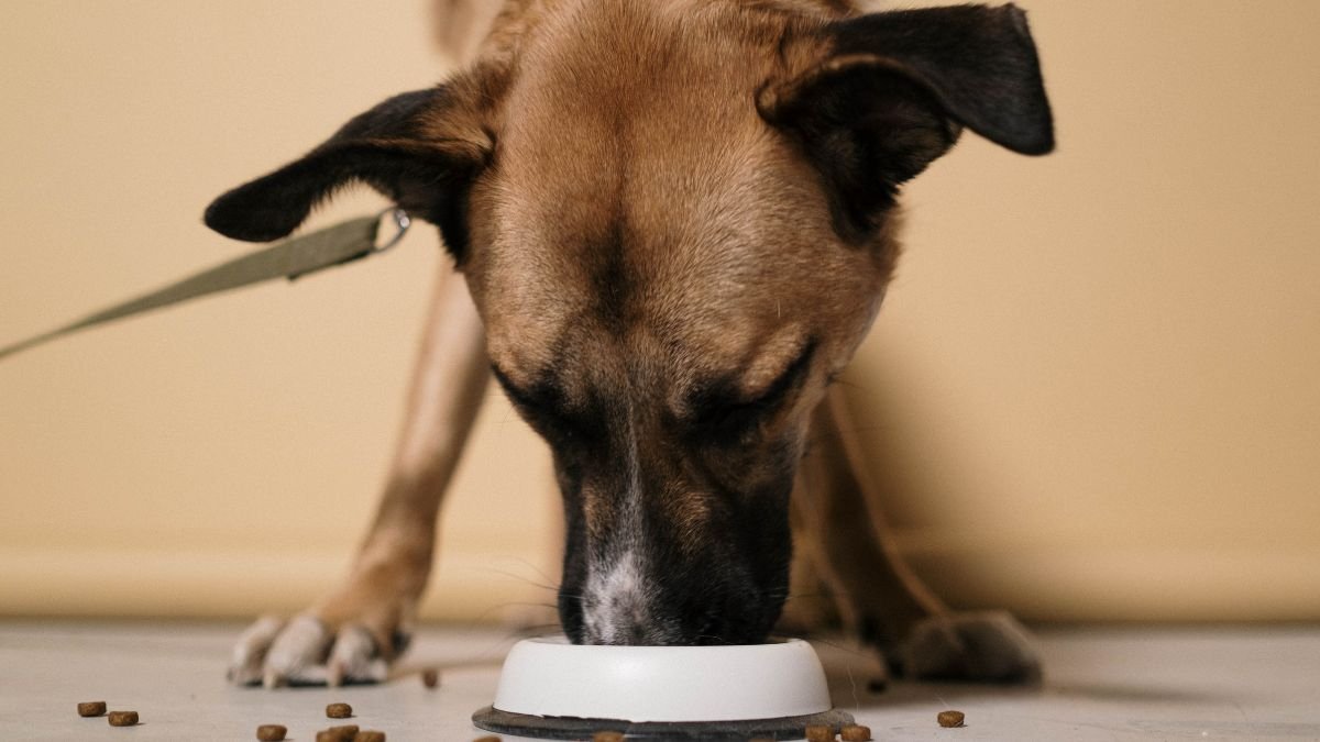 alimentação de filhote de cachorro