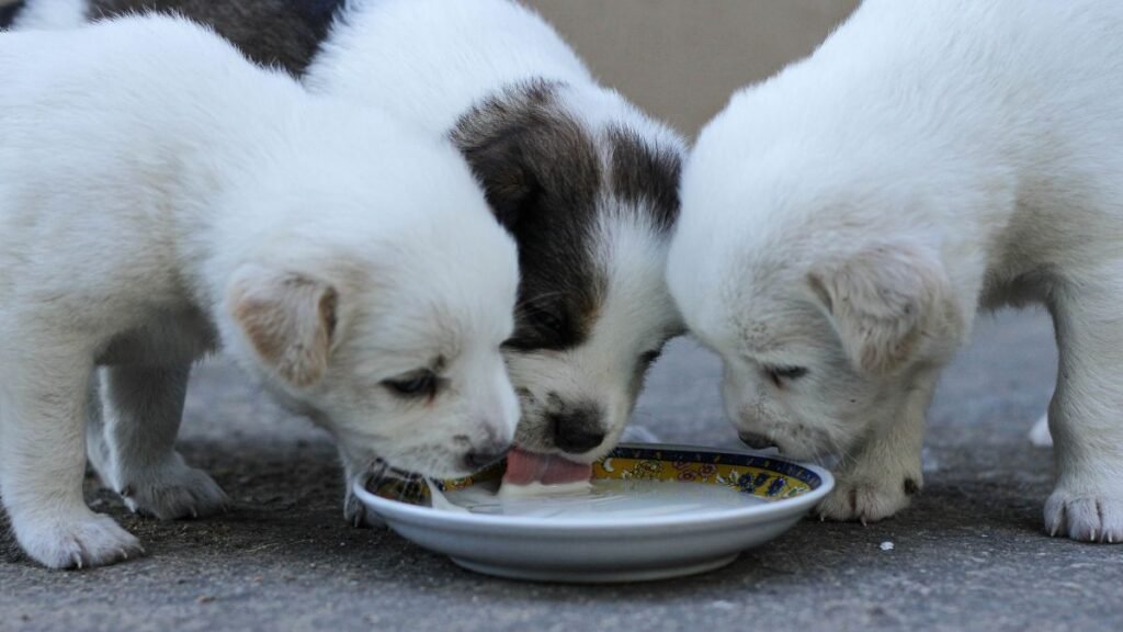 filhote de cachorro alimentação