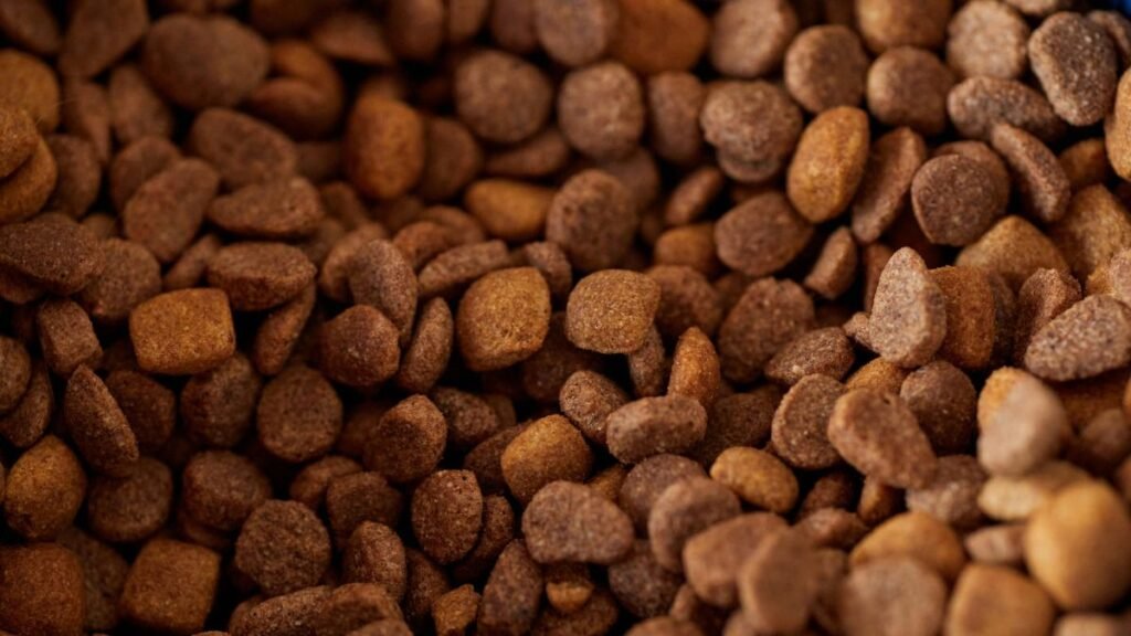 alimentação de filhote