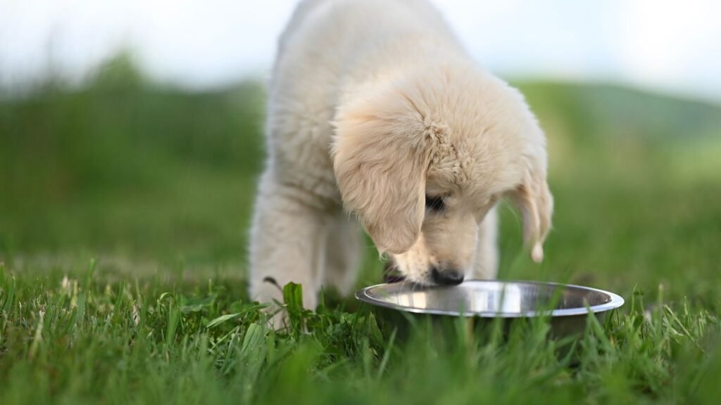 alimentação de filhote de cachorro