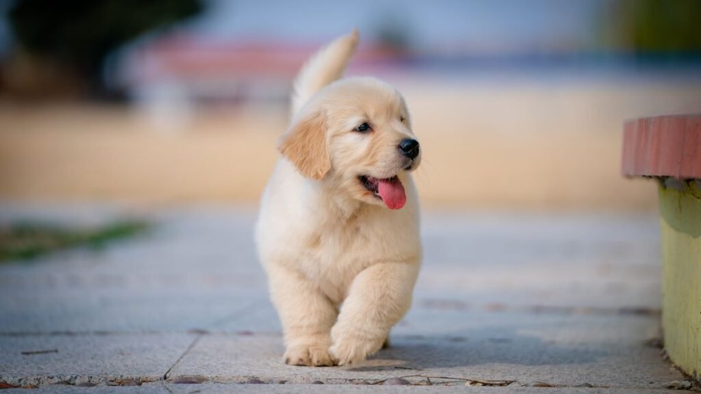 filhote de cachorro chorando