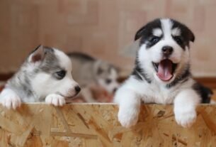 filhote de cachorro chorando