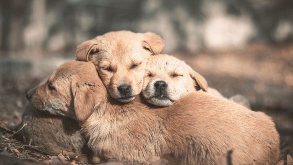 filhote de cachorro dormindo