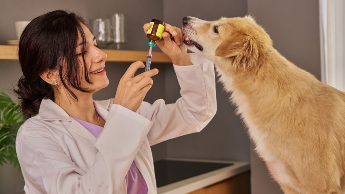 vacinas para filhote