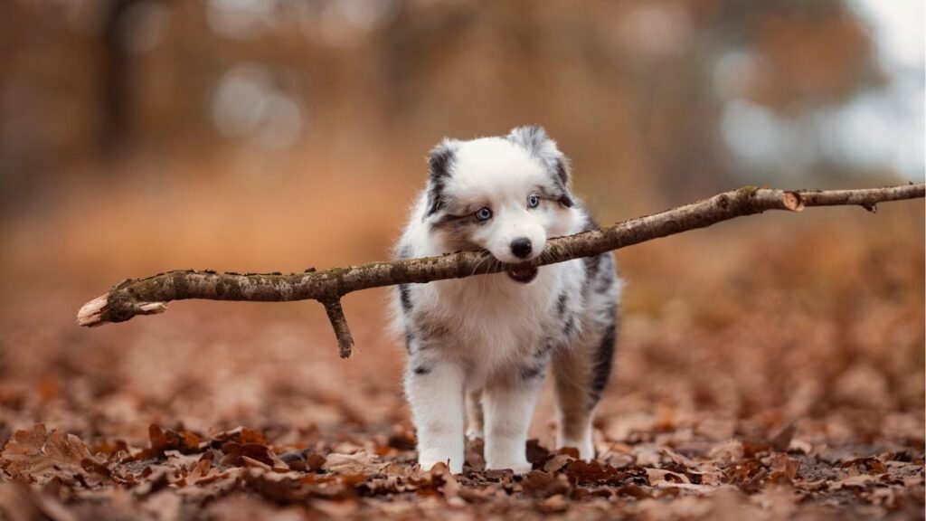 vacinas para filhote 