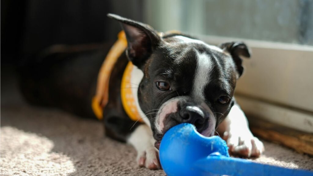 brinquedos para filhote de cachorro 