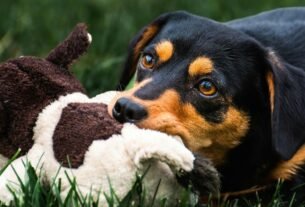 brinquedos para filhote de cachorro morder