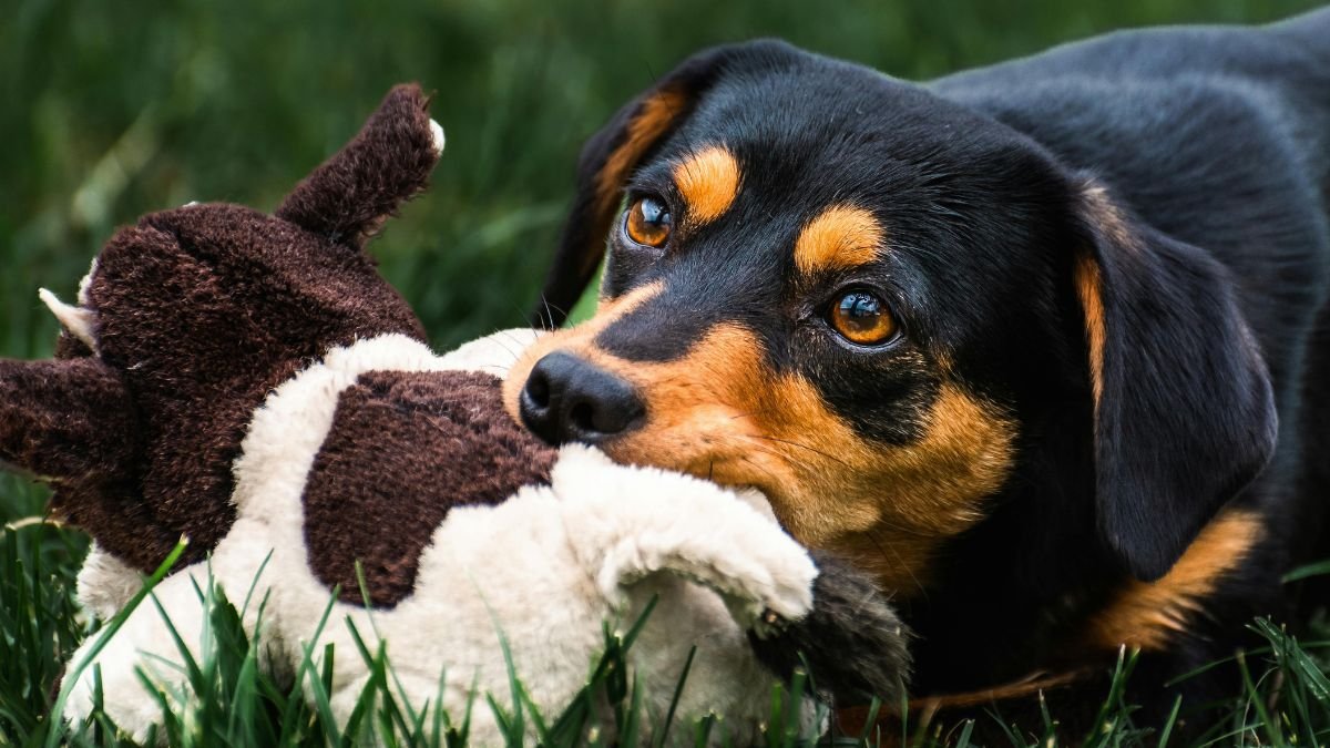brinquedos para filhote de cachorro morder