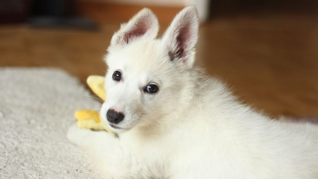 como desengasgar cachorro filhote