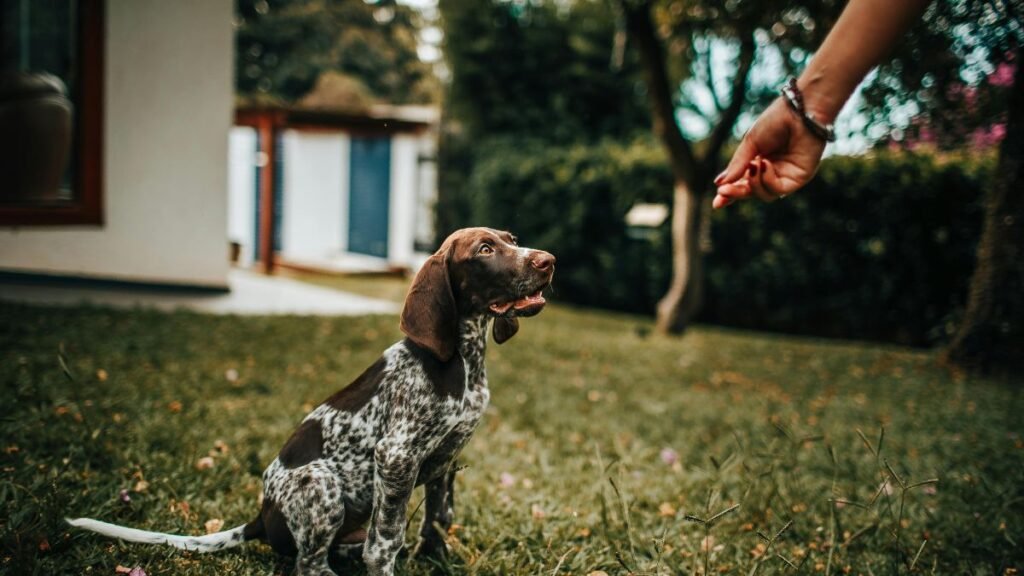 como desengasgar filhote de cachorro
