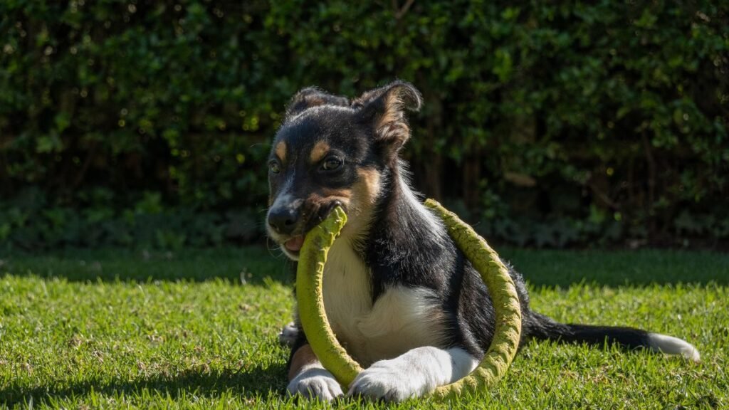 Filhote de cachorro mordendo