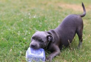 Filhote de cachorro mordendo