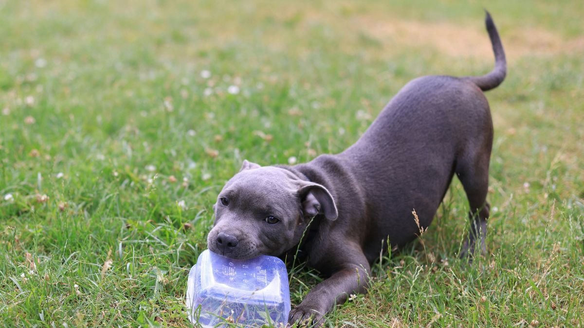 Filhote de cachorro mordendo