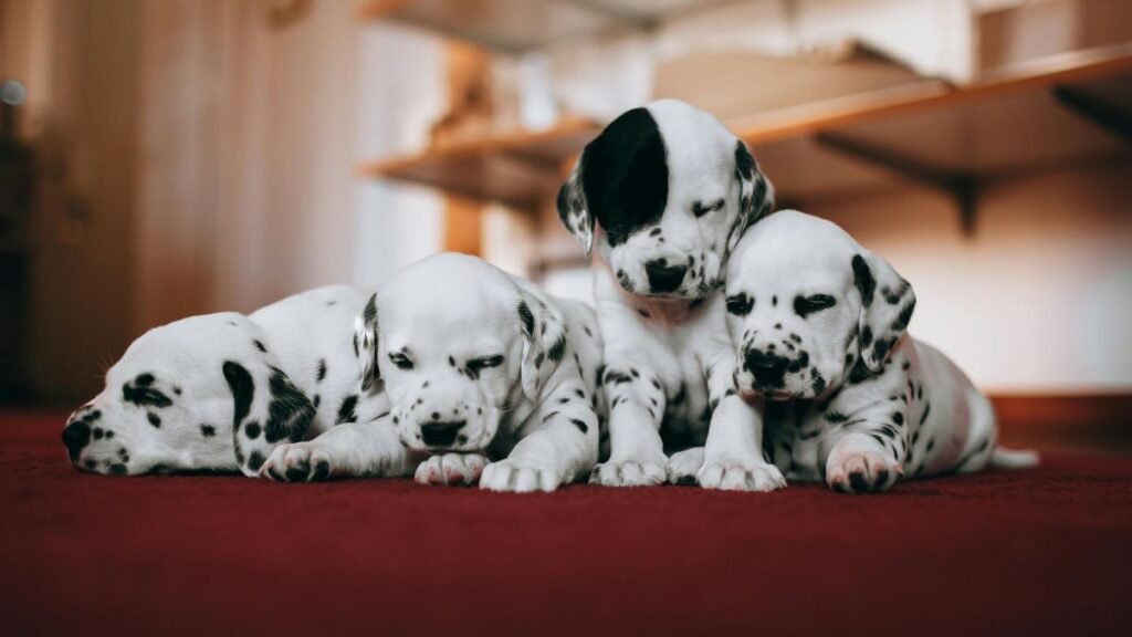 qual é a melhor ração para cachorro filhote