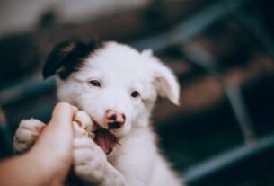 qual é a melhor ração para cachorro filhote