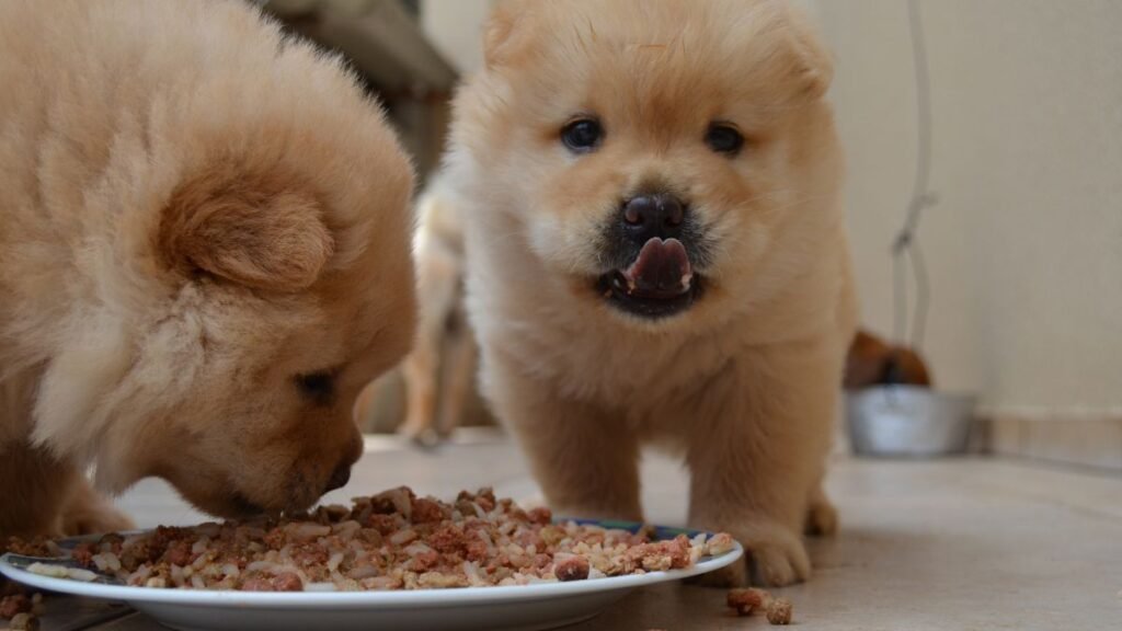 cachorro filhote melhor ração