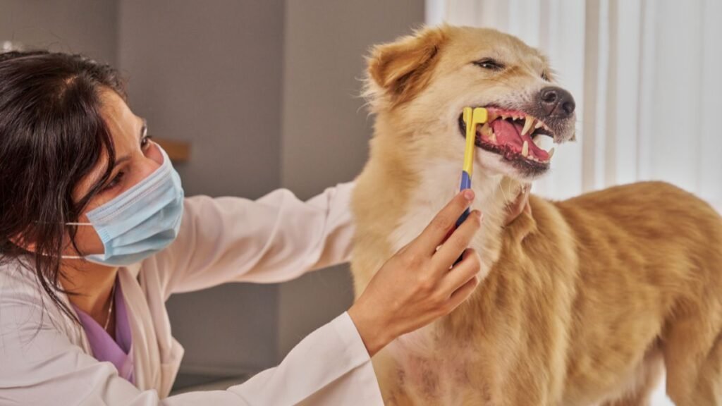 quando o filhote de cachorro troca os dentes 