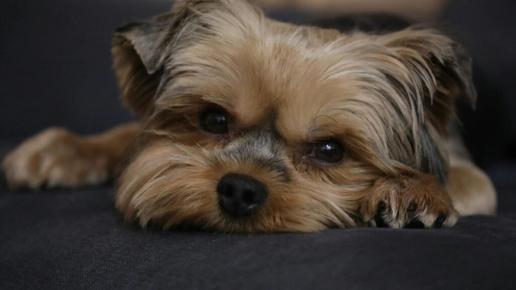 quando o filhote troca os dentes 