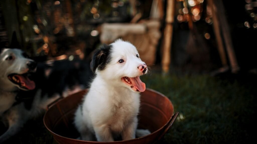 quando o filhote de cachorro troca os dentes 