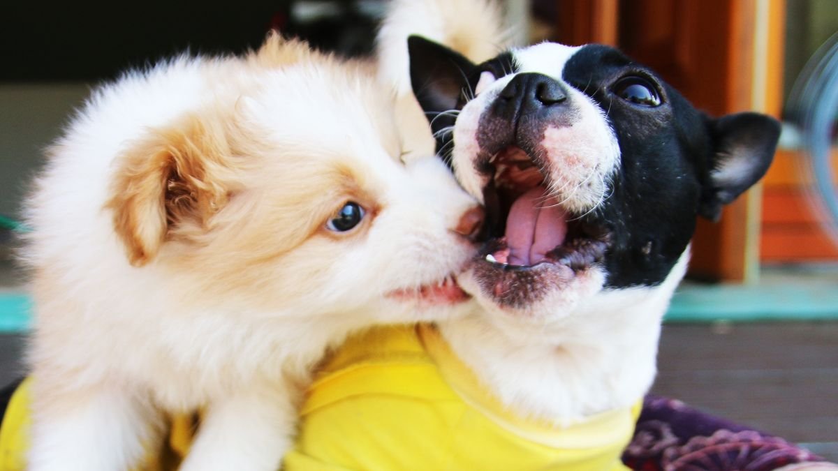 quando o filhote de cachorro troca os dentes