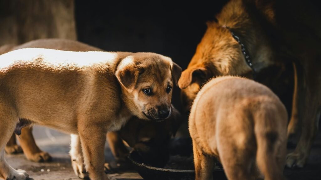 quando trocar ração de filhote para adulto
