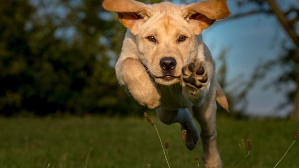 filhote quando trocar a ração