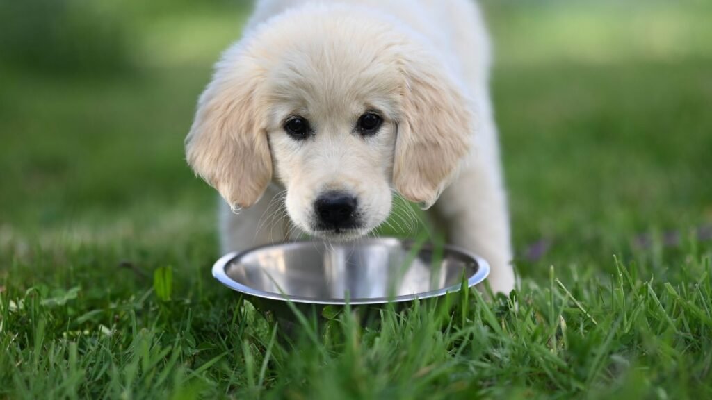 quantas vezes um filhote de cachorro deve comer