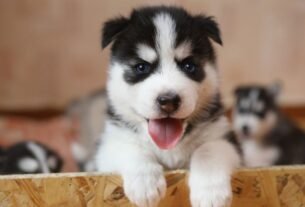 comportamento de filhote de cachorro