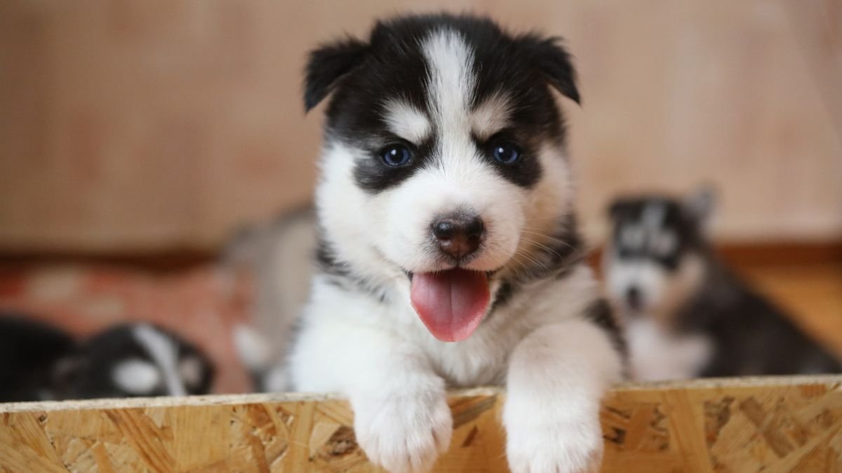 comportamento de filhote de cachorro