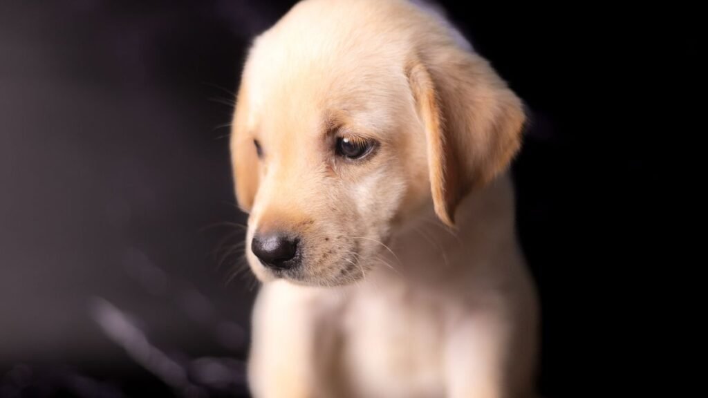 comportamento de filhote de cachorro