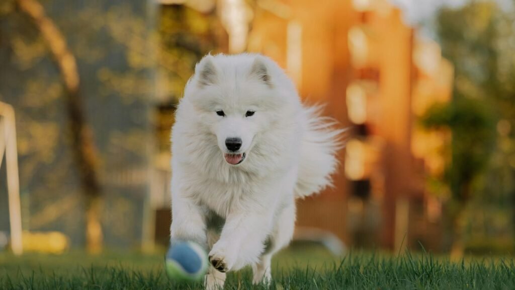 comportamento de filhote de cachorro