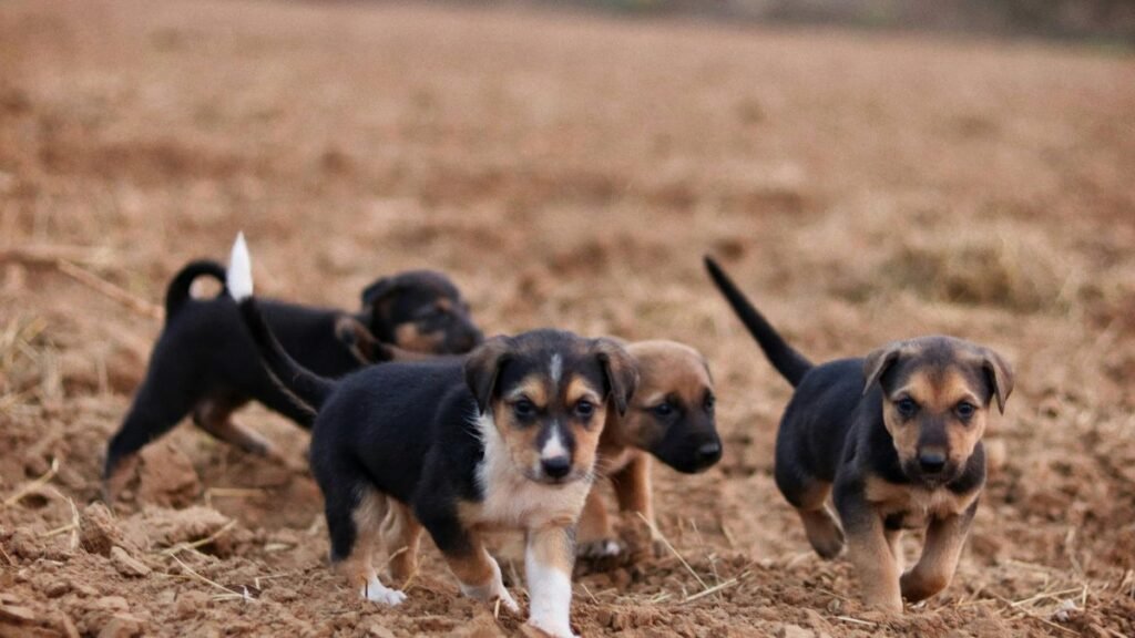 filhote de cachorro comportamento