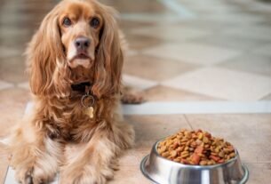 filhote de cachorro come muito rápido