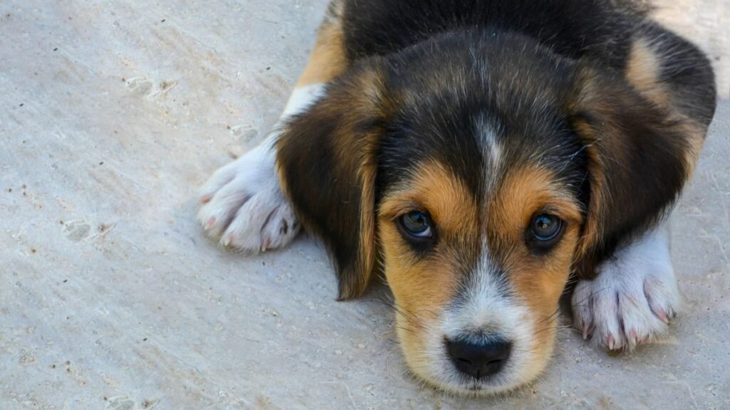 filhote de cachorro não quer comer