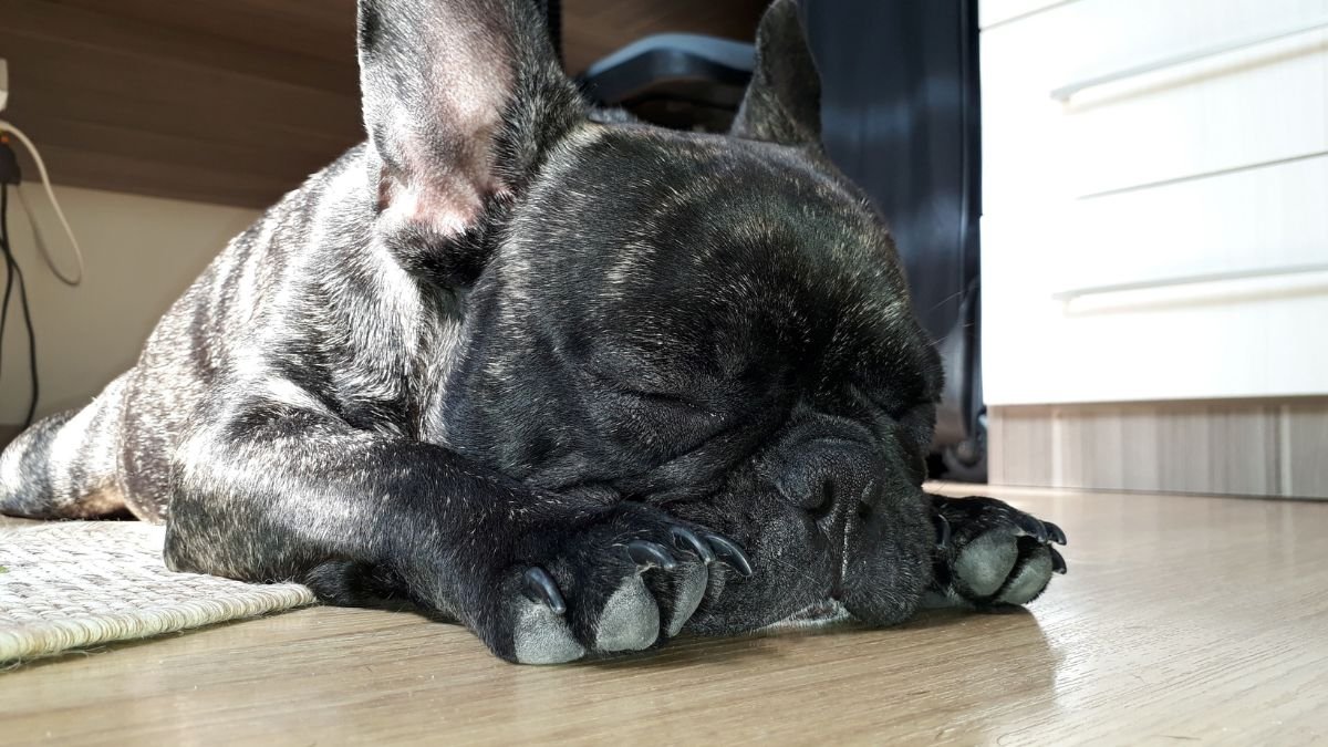 filhote de cachorro não quer comer