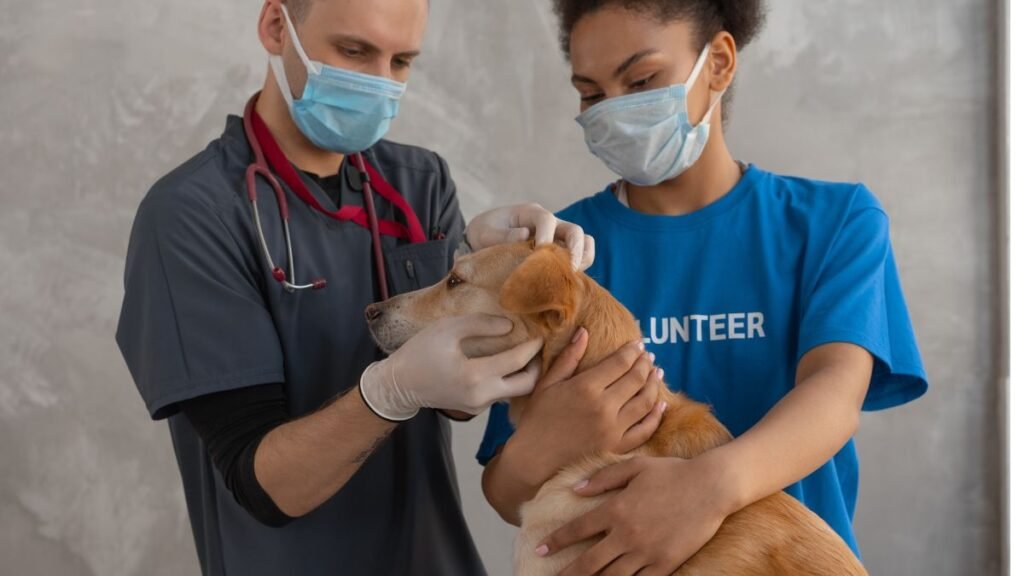 filhote de cachorro não quer comer