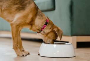 filhote de cachorro pode comer arroz
