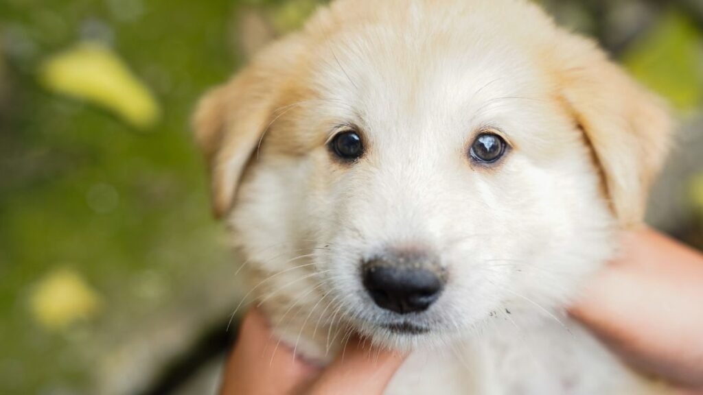 filhote de cachorro arroz