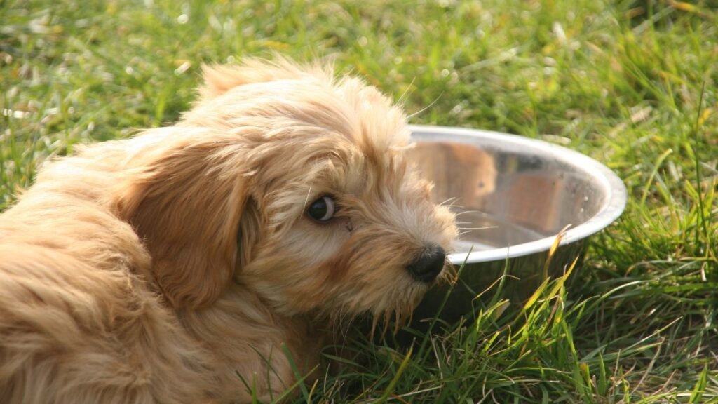filhote de cachorro pode comer arroz