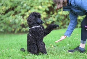 treinamento do filhote