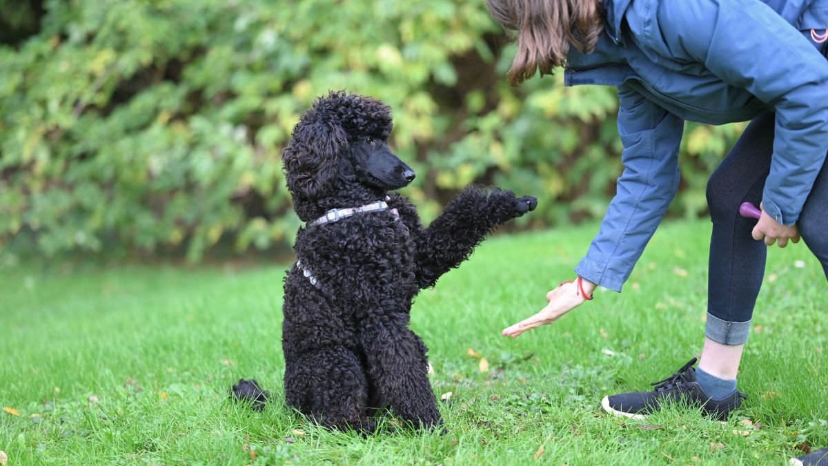 treinamento do filhote