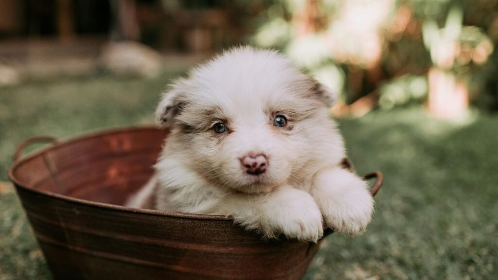  treinamento do filhote