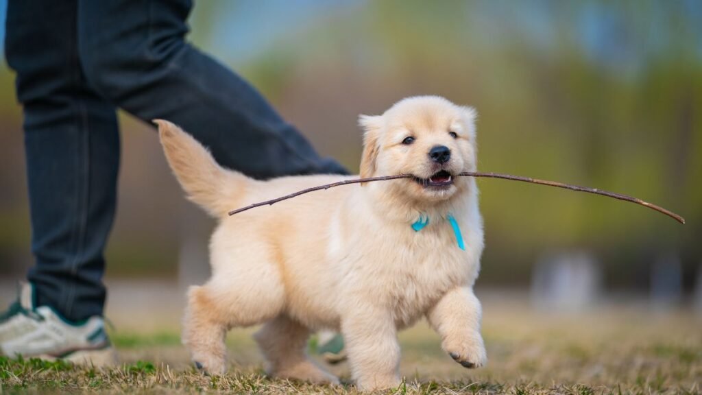  treinamento do filhote