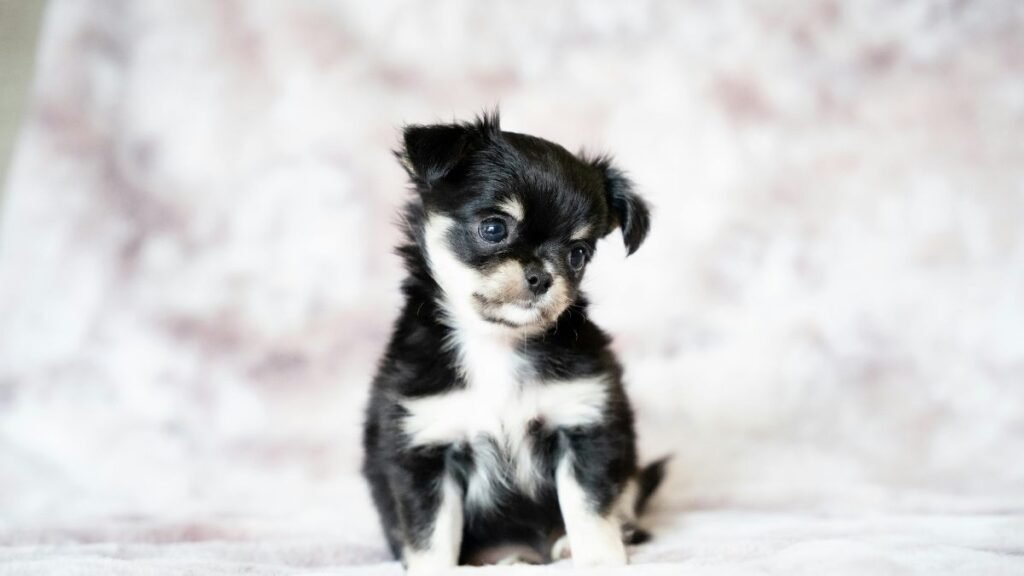  treinamento do filhote de cachorro