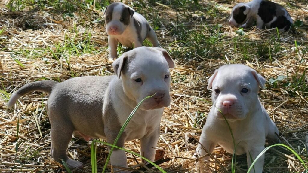  treinamento do filhote de cachorro